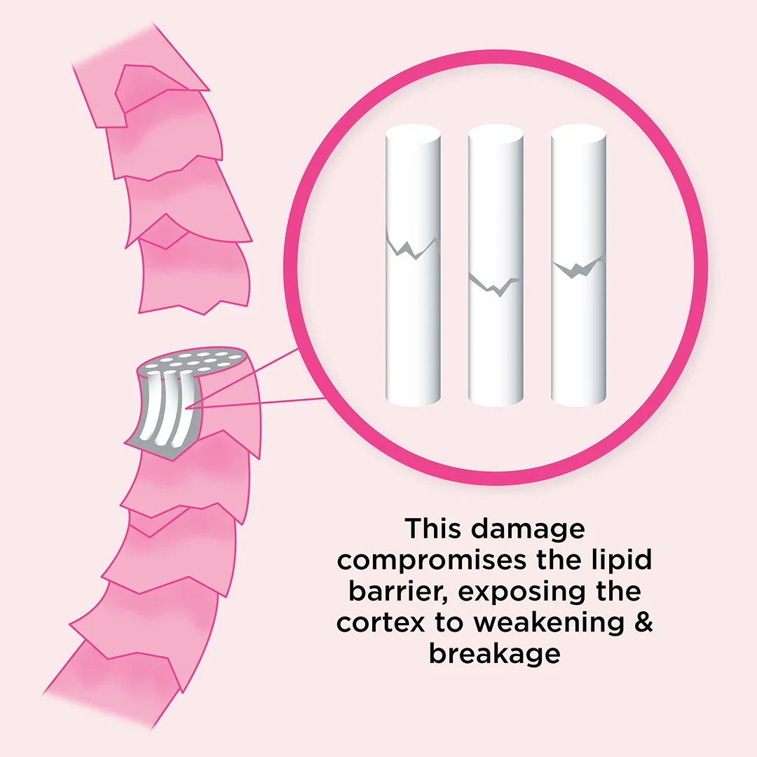 Let's Bond Shampoo & Conditioner Duo - Image 11